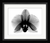 Orchid, Small  X-Ray Fine Art Print