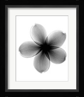 Plumeria X-Ray Fine Art Print