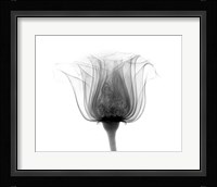 Rose ,Noma X-Ray Fine Art Print