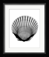 Scallop #3 X-Ray Framed Print