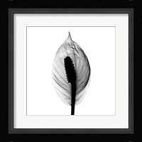 Spathyphyllum X-Ray Fine Art Print