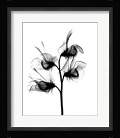 Sweet Pea X-Ray Fine Art Print