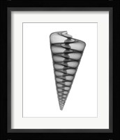 Telescope Shell X-Ray Framed Print