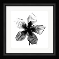 Texas Star X-Ray Fine Art Print