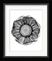 Zinnia Montage Black & White X-Ray Fine Art Print
