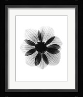 Anemone  X-Ray Fine Art Print