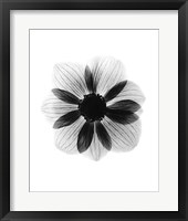 Anemone  X-Ray Framed Print