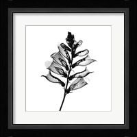 Foxglove #2 X-Ray Fine Art Print