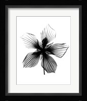 Hibiscus, Texas Star X-Ray Fine Art Print