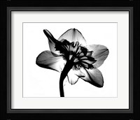 Jonquil X-Ray Fine Art Print