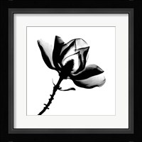 Magnolia X-Ray Fine Art Print