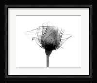 Rose #10 X-Ray Fine Art Print