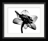 Daffodil #1 X-Ray Fine Art Print