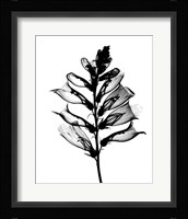Foxglove #1 X-Ray Fine Art Print