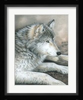 Calm Wolf Fine Art Print