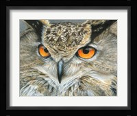 Orange-Eyed Owl Fine Art Print