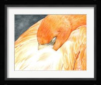 Sleeping Flamingo Fine Art Print