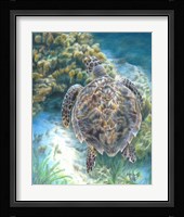Swimming Turtle Fine Art Print