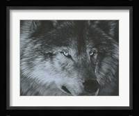 Dark Wolf Fine Art Print