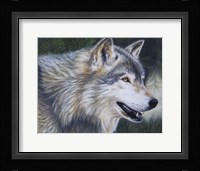 Timber Wolf Dark Fine Art Print