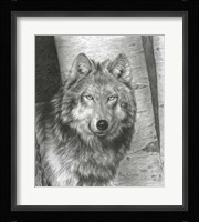Wise Eyes Fine Art Print