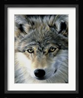 Young Wolf Fine Art Print