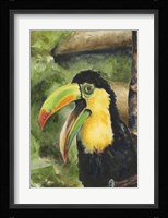 Toucan Bill Fine Art Print