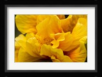 Hibiscus Folds Fine Art Print