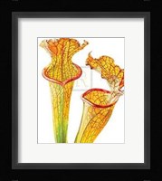 Rosie Sanders - Pitcher Plants II [Ed 99] Fine Art Print