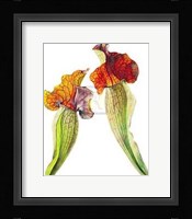 Rosie Sanders - Pitcher Plants I [Ed 99] Fine Art Print