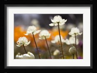 Antelope Valley I Framed Print