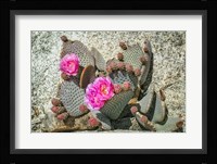 Pink Desert Flower Fine Art Print