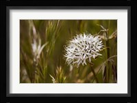 Antelope Valley Framed Print