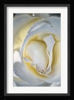 Silver & Gold Fine Art Print