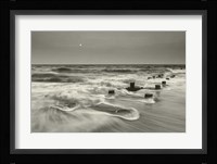 Pelican Chorus Fine Art Print
