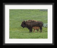 Baby Bison Nursing Fine Art Print