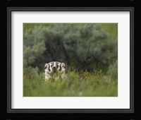 Badger Peek a Boo Fine Art Print