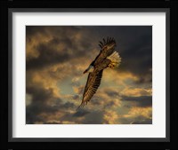 Bald Eagle at Sunset Fine Art Print