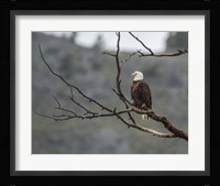 Bald Eagle Perched Fine Art Print