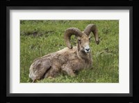 Big Horn Ram Yellowstone Fine Art Print
