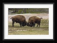 Bison Bulls Sparing Fine Art Print