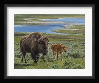 Bison Cow and Calf Fine Art Print