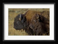 Bison Duo Fine Art Print