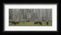 Bison Grazing in Snow Fine Art Print