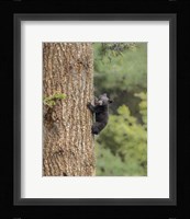 Black Bear Cub Climbing Fine Art Print