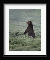 Black Bear Cub Upright Fine Art Print