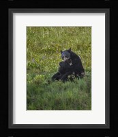 Black Bear Hugging Cub Fine Art Print