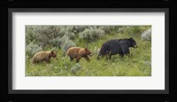 Sow and Cubs Walking Fine Art Print