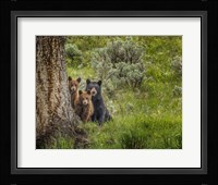 Sow and Cubs Family Fine Art Print
