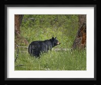 Black Bear Sow Watching Cubs Fine Art Print